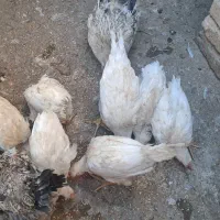 جوجه ماشینی مرغ خروس|حیوانات مزرعه|محمدشهر, جعفرآباد|دیوار