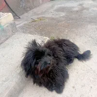 پا کوتاه عروسکی