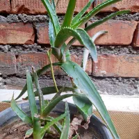 گل آپارتمانی ۱۵۰تومان|گل و گیاه طبیعی|میاندوآب, |دیوار