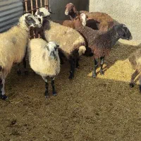 گوسفند میش چاق