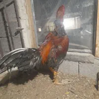 مرغ و خروس لاری|حیوانات مزرعه|نوشین شهر, |دیوار