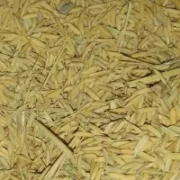 شالی