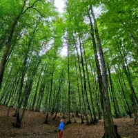 تور  مرداب  وربن  جاده چالوس کمپ  یه روزه|تور و چارتر|تهران, صادقیه|دیوار