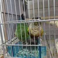 گرینچیک مولد با جوجه