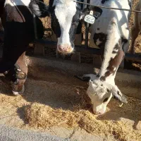 گوساله