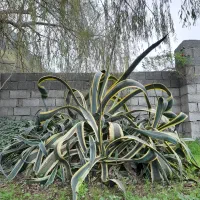 گل اگاو غول پیکر با کلی پاجوش ، رنگ ابلغ