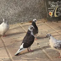 کبوتریا کفتر