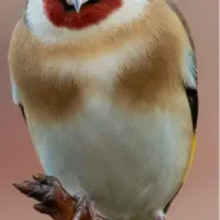 سهره سمیرمی