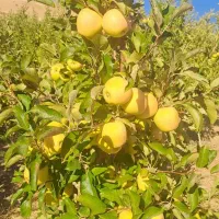 سیب کوهستانی|خوردنی و آشامیدنی|مهاباد (آذربایجان غربی), |دیوار