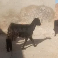 بزغاله ماده