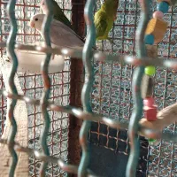 کوتوله برزیلی