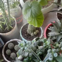 گلدان بزرگ سفالی عتیقه وجاسیگاری قدیمی|کلکسیون اشیاء عتیقه|زنجان, |دیوار