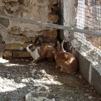 فروش یک جفت خرگوش سالم ۸۰۰|موش و خرگوش|میناب, |دیوار