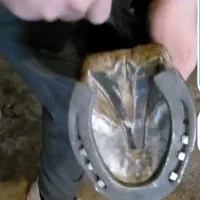 نعل اسب کار کرده دونه ی صدو هفتاد|اسب و تجهیزات اسب‌سواری|محمدشهر, همایون ویلا|دیوار