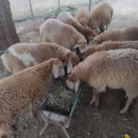 بره نر 8عدد