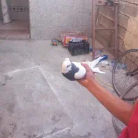 کبوتر|پرنده|باغ ملک, |دیوار