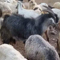 چبش