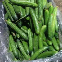 نیازمند کشاورز