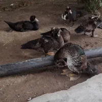 اردک اسرایلی سنگین وزن