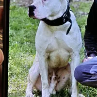 سگ دوگو آرژانتین نر