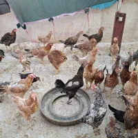 مرغ وخروس|حیوانات مزرعه|تهران, ایران|دیوار