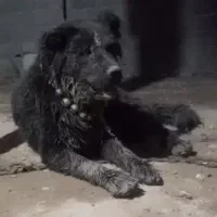 نر چل|سگ|مبارکه, |دیوار