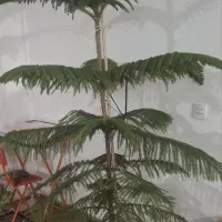 کاج بزرگ و زیبا