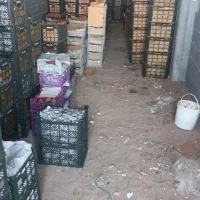 سیب درختی|خوردنی و آشامیدنی|دهگلان, |دیوار