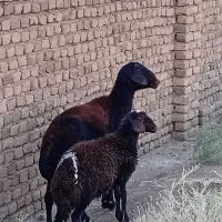 میش بره افشاری