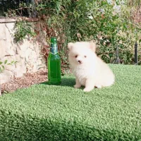 سگ پامر خرسی سایز ریز توله سفید (پامرانین)|سگ|قائمشهر, |دیوار