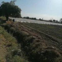 اجاره نیم هکتار زمین کشاورزی قطره ای ملک آباد