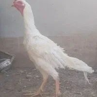 خروس لاری سفید