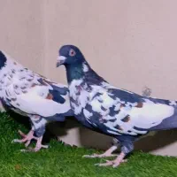 حیون عروسک|پرنده|زاهدان, |دیوار