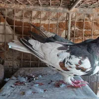 فروشی|پرنده|کازرون, |دیوار