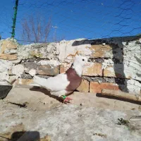 کبوتر طوقی|پرنده|بوئین زهرا, |دیوار