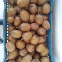 چیدن میوه کیوی