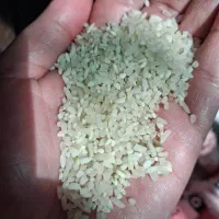 فروش انواع برنج محلی به شرط پخت