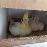 فروش کلی عروس هلندی 1000000