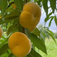 فروش نهال انجیر عسلی