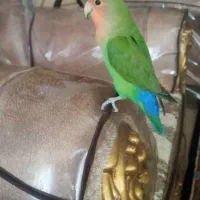 طوطی برزیلی کاملا دستی نر و ماده 11ماه هستن|پرنده|نجف‌آباد, فاز ۲ شهرک آزادگان|دیوار