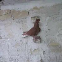 زرد کرمونی  و زرد دم سفید سار سرور|پرنده|مشهد, ادیب نیشابوری (شهرک غرب)|دیوار