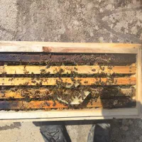 ملکه باکره و جفت خورده کارنیکا