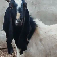 بز پاکستانی