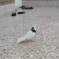 کبوتر طوقی|پرنده|اندیمشک, |دیوار