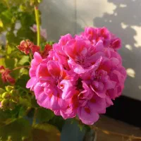 باسلام سرویس مدارس میشم