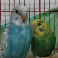 مرغ عشق واگذاری