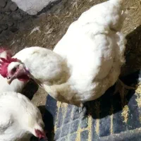 مرغ مادر جوان چاق پردار