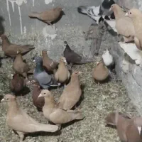 مجسمه کبوتر