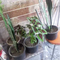 گل آپارتمانی|گل و گیاه طبیعی|خوی, |دیوار