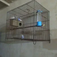 عروس هلندی|پرنده|داراب, |دیوار